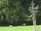 Cliquer pour agrandir